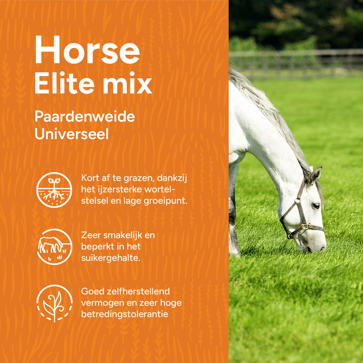 Dry & Strong: Droogte- en hittebestendig graszaad - 1 kg voor 50 m² - Robuust en diepwortelend rietzwenkgras - Voor gazons in de volle zon Dry & Strong: Droogte- en hittebestendig graszaad - 1 kg voor 50 m² - Robuust en diepwortelend rietzwenkgras - Voor gazons in de volle zon