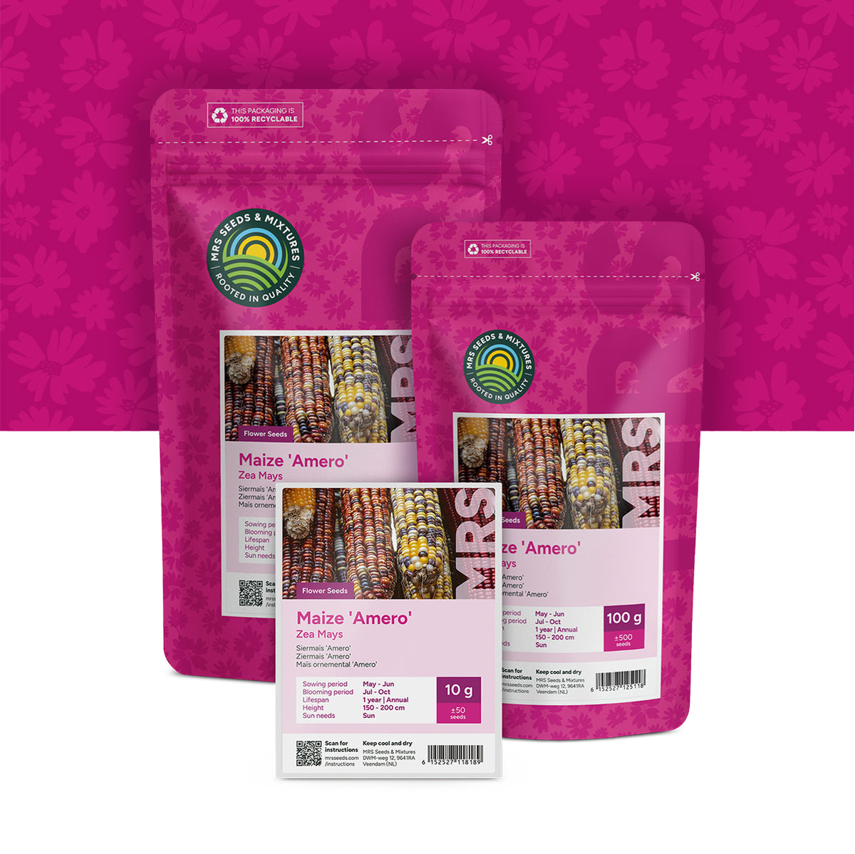 Maïs – Siermaïs 'Amero' – Zea mays
