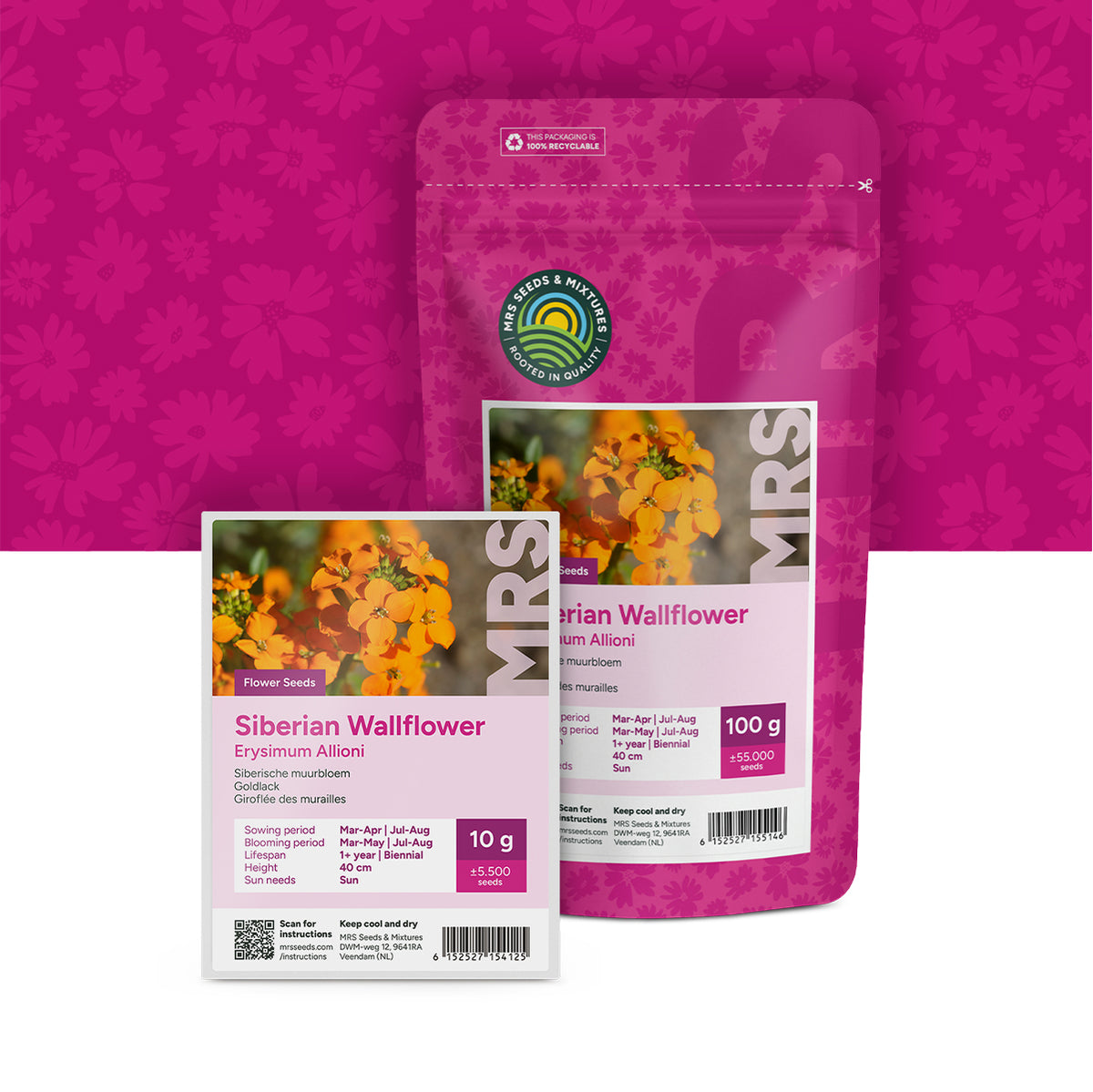 Muurbloem – Erysimum Allioni