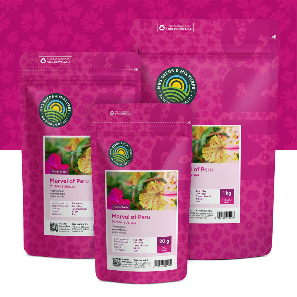 Nachtschone – Mirabilis jalapa