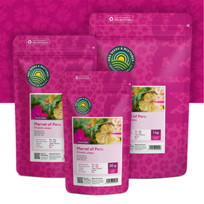 Nachtschone – Mirabilis jalapa