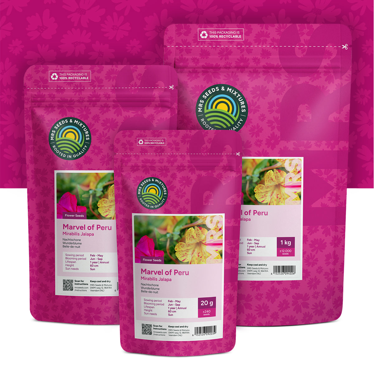 Nachtschone – Mirabilis jalapa