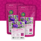 Ossentong – Anchusa Capensis 'Dawn'