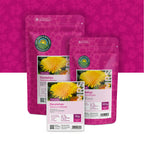Paardenbloem – Taraxacum officinale