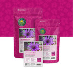 Paarse Morgenster 'Jerusalem Star' – Tragopogon porrifolius