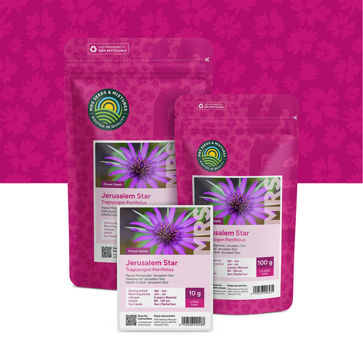 Paarse Morgenster 'Jerusalem Star' – Tragopogon porrifolius