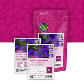Petunia nana compacta – Alderman