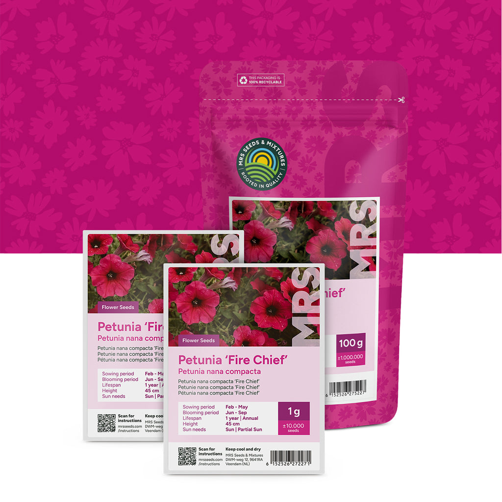 Petunia nana compacta – Fire Chief