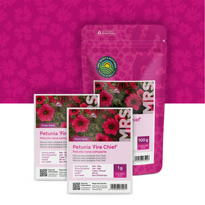 Petunia nana compacta – Fire Chief