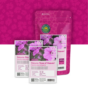 Petunia nana compacta – Rose of Heaven