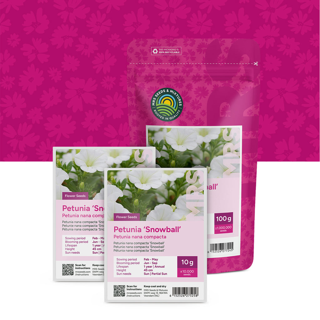 Petunia nana compacta – Snowball