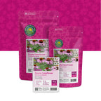 Rode zonnehoed – 'Echinacea purpurea'
