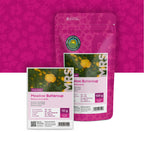Scherpe Boterbloem – Ranunculus acris