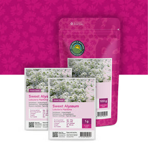 Schildzaad 'Sneeuwtapijt' – Alyssum Lobularia