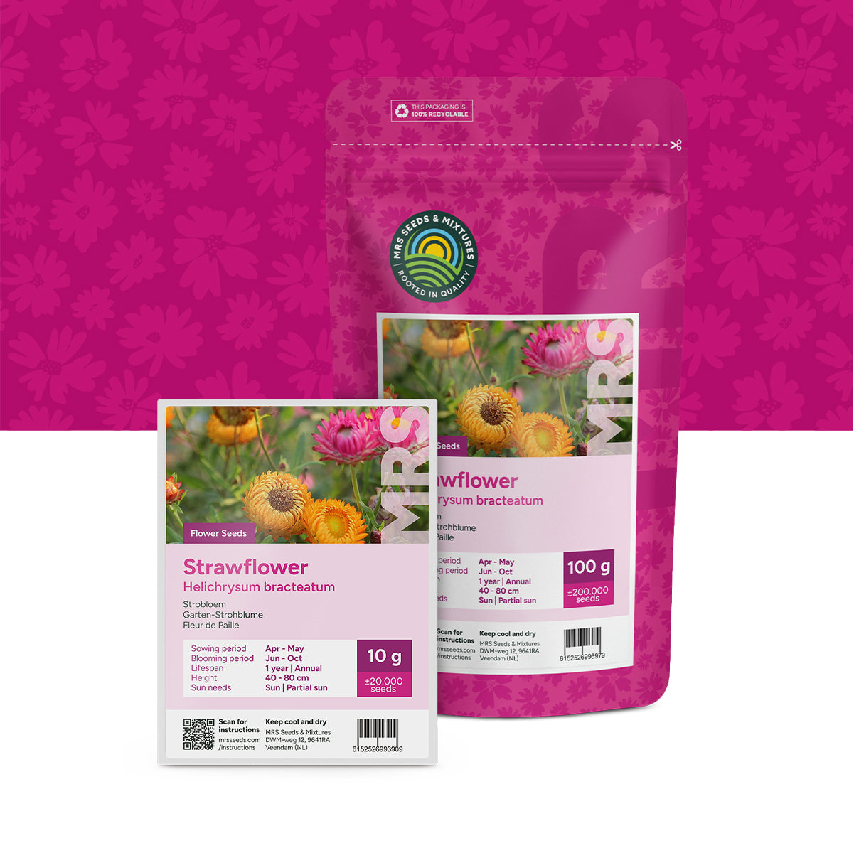 Strobloem – Helichrysum bracteatum
