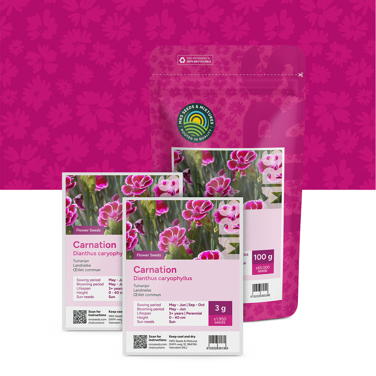 Tuinanjer – Dianthus caryophyllus