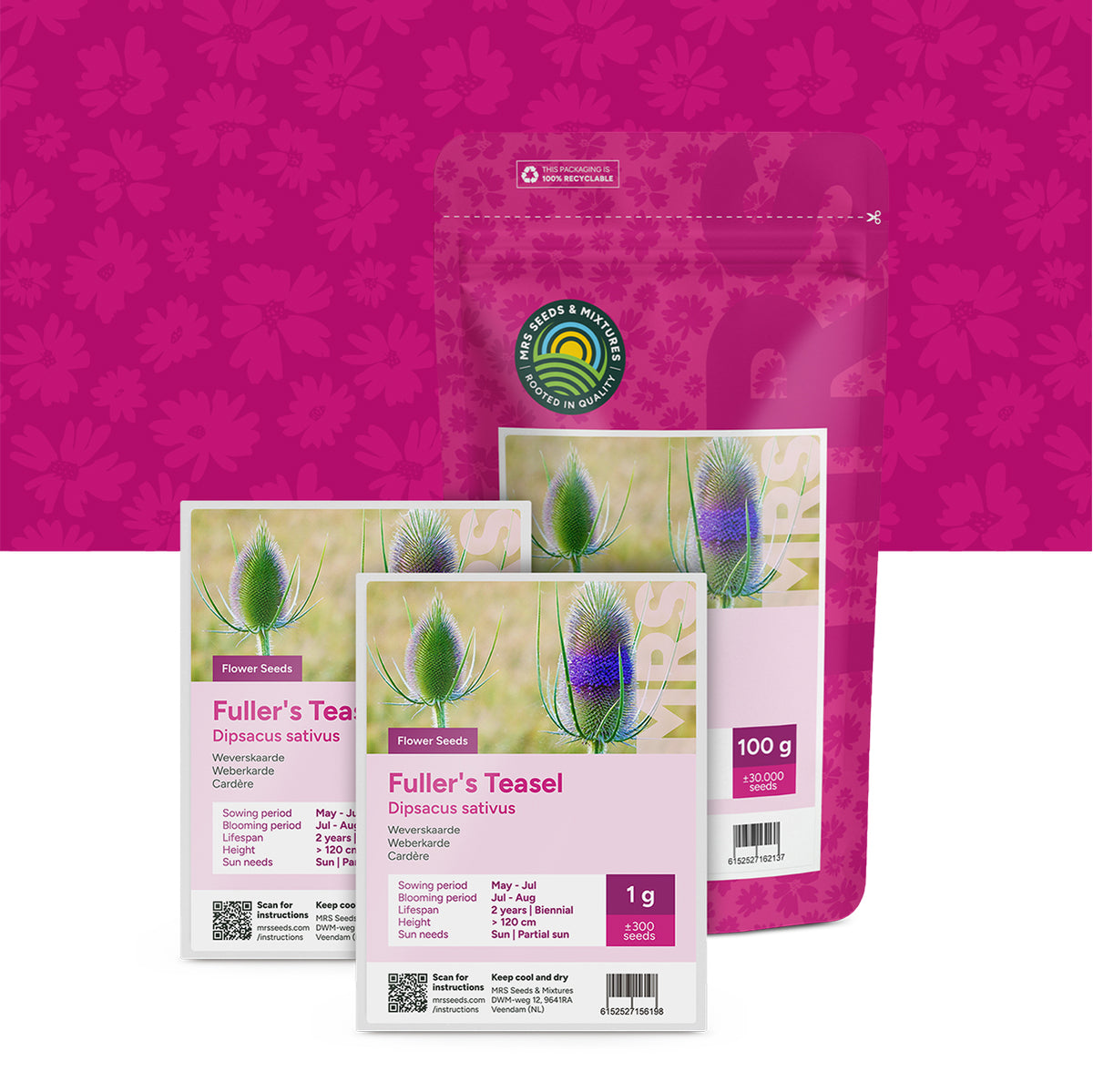 Weverskaarde  'Dipsacus sativus'