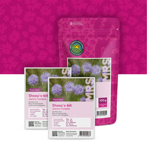 Zandblauwtje – Jasione montana