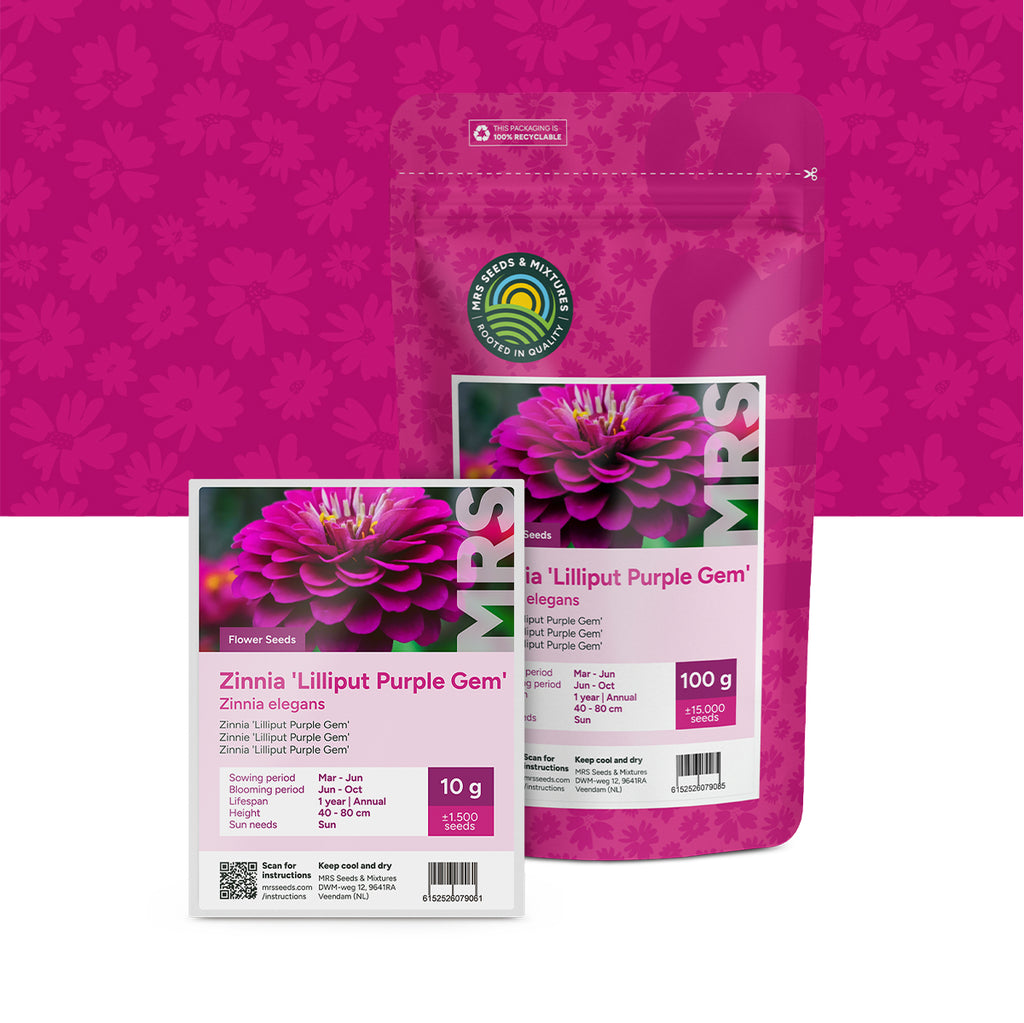 Zinnia elegans – Lilliput Purple Gem