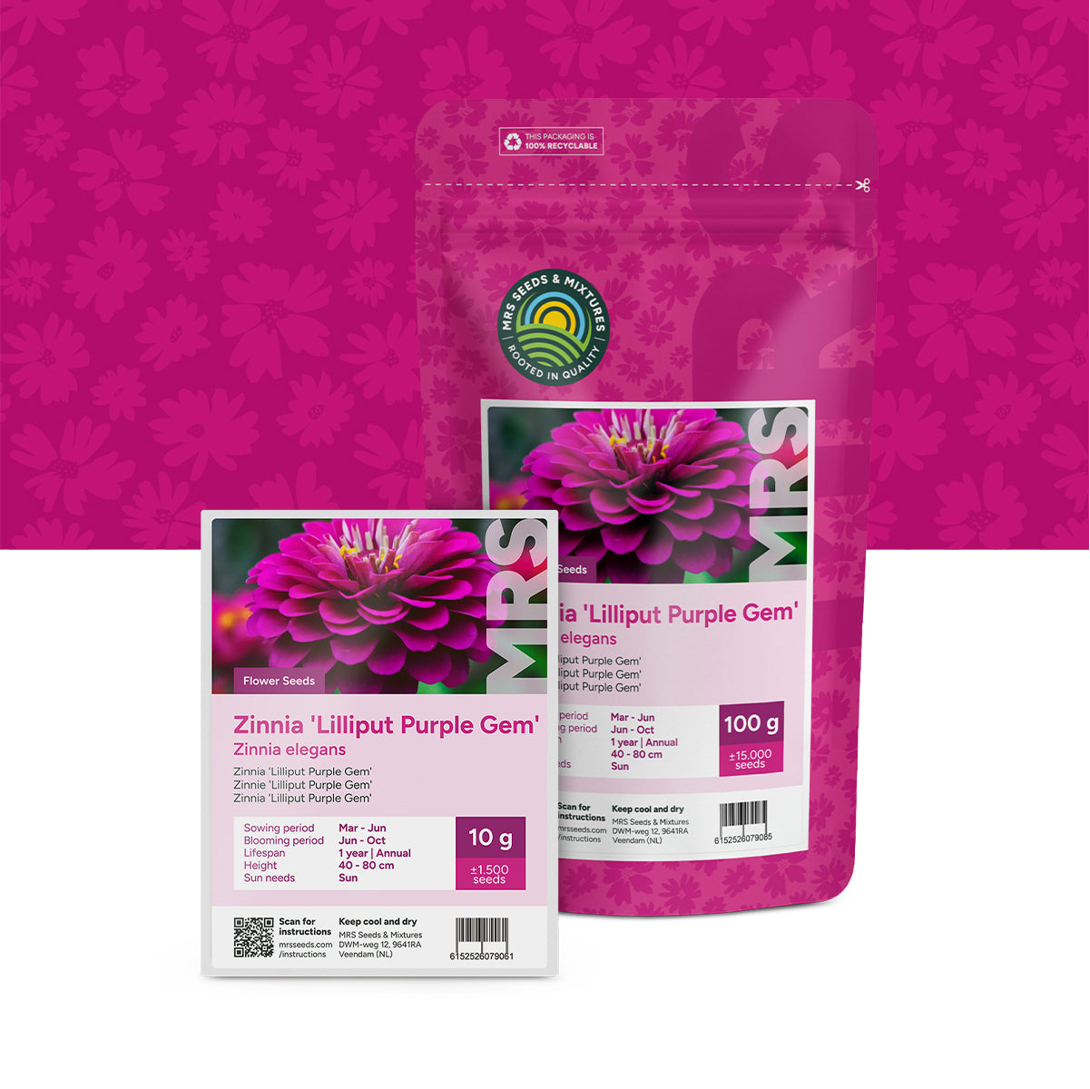Zinnia elegans – Lilliput Purple Gem