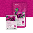 Zinnia elegans – Lilliput Purple Gem