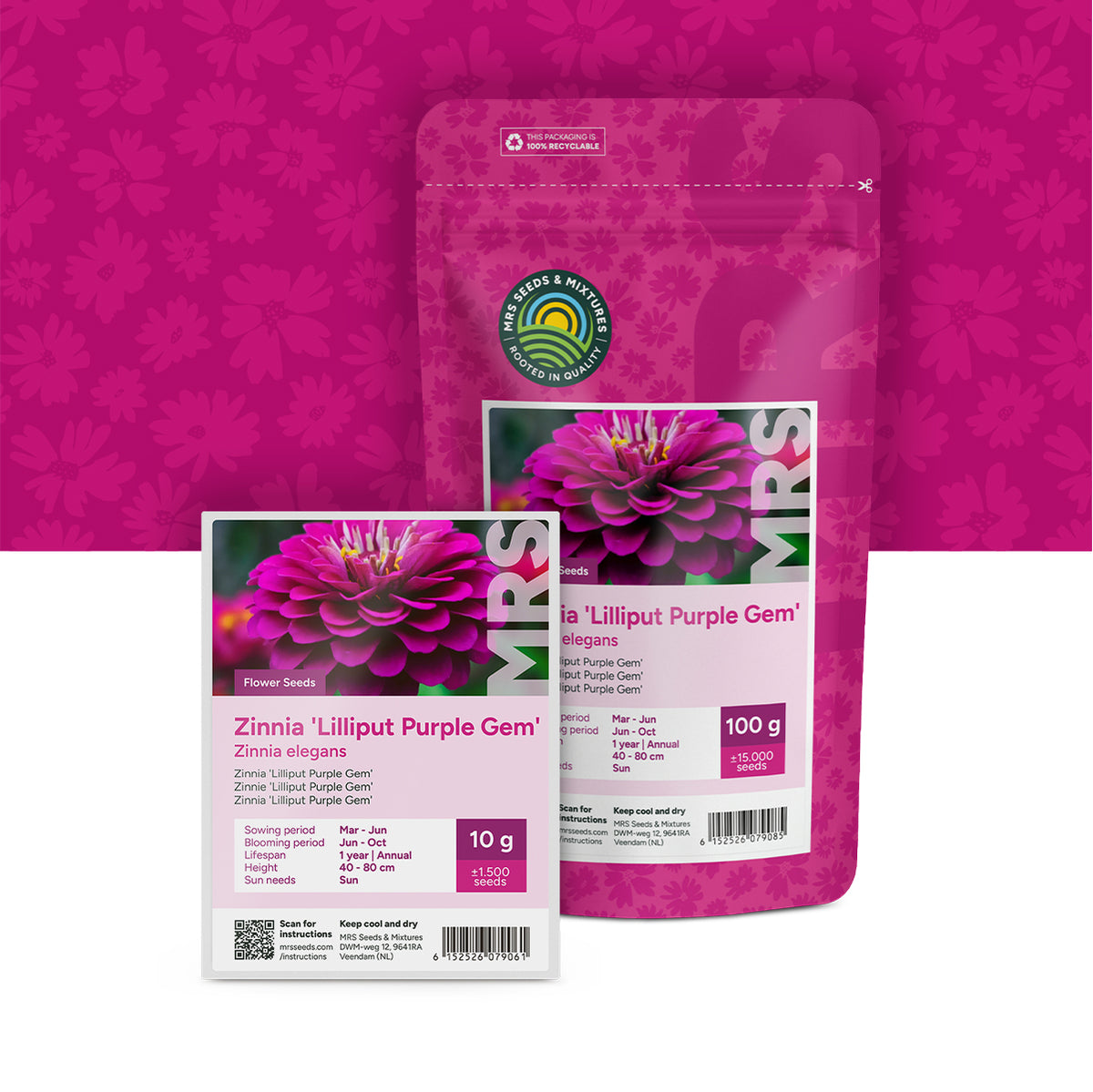 Zinnia elegans – Lilliput Purple Gem
