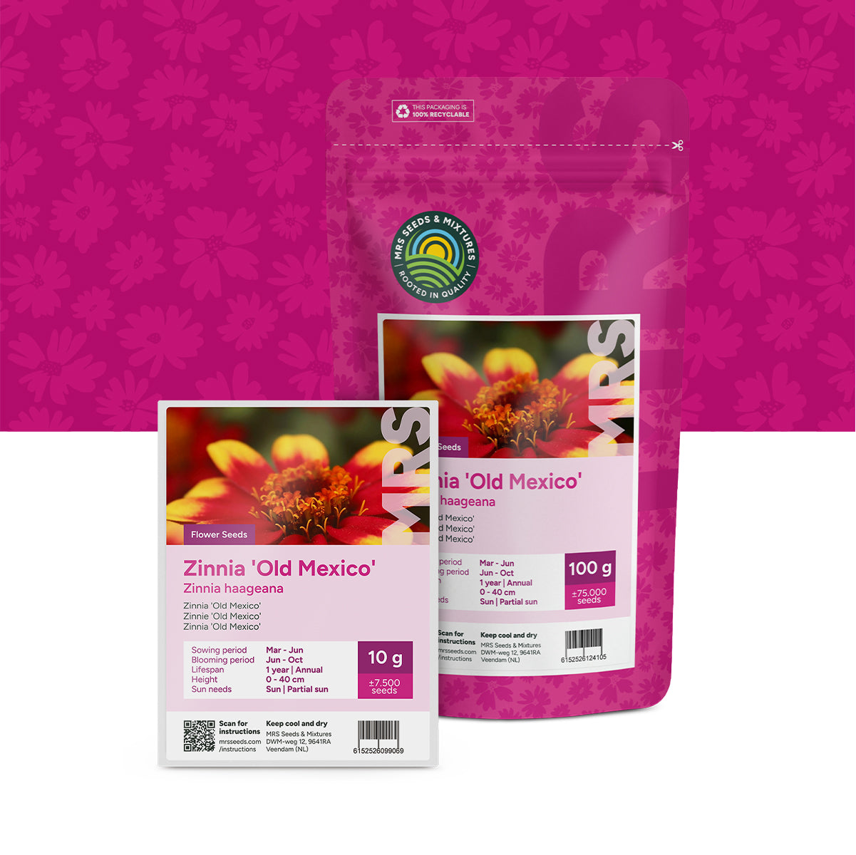 Zinnia haageana – Old Mexico