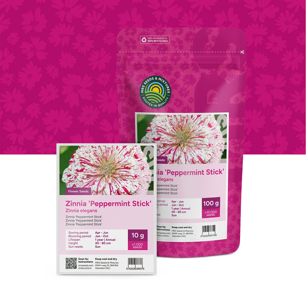 Zinnia elegans – Peppermint Stick