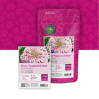 Zinnia elegans – Peppermint Stick