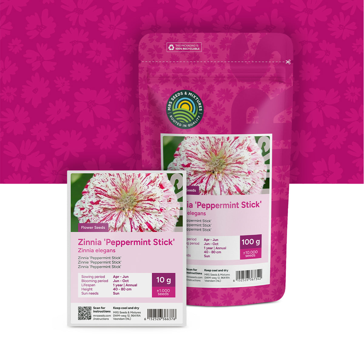 Zinnia elegans – Peppermint Stick