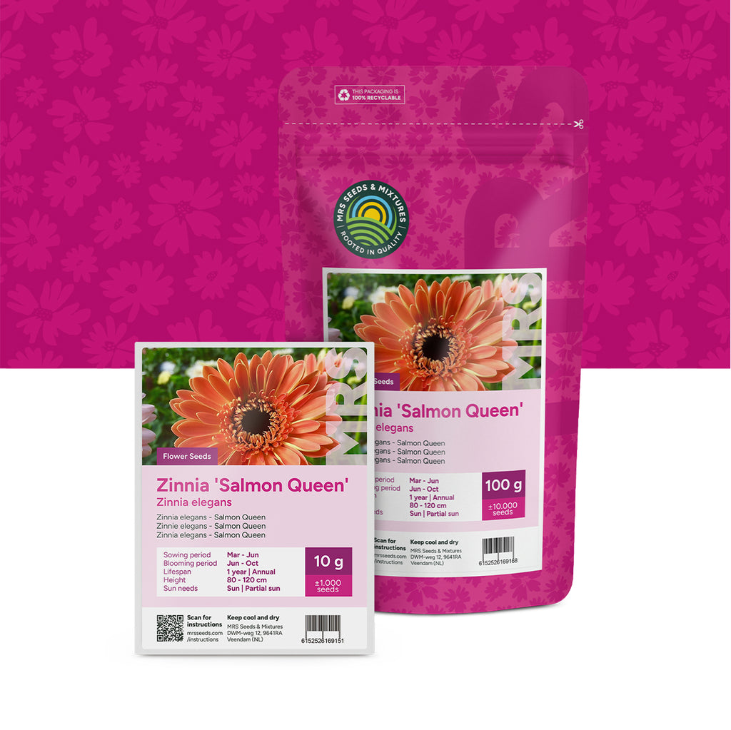 Zinnia elegans – Salmon Queen