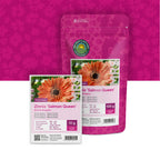 Zinnia elegans – Salmon Queen
