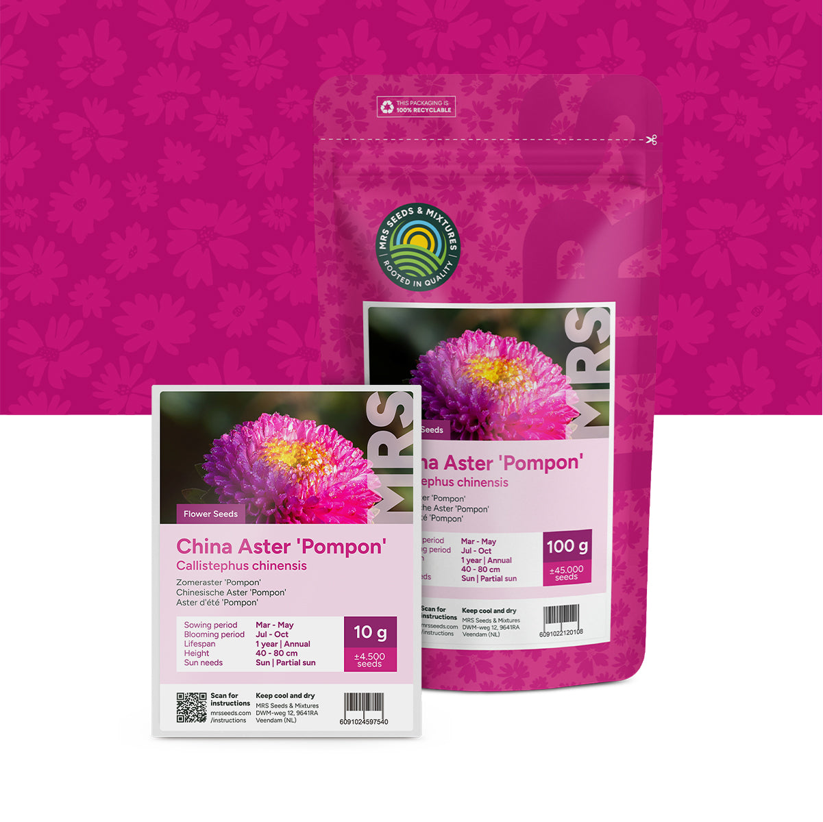 Zomeraster 'Pompon' – Callistephus chinensis