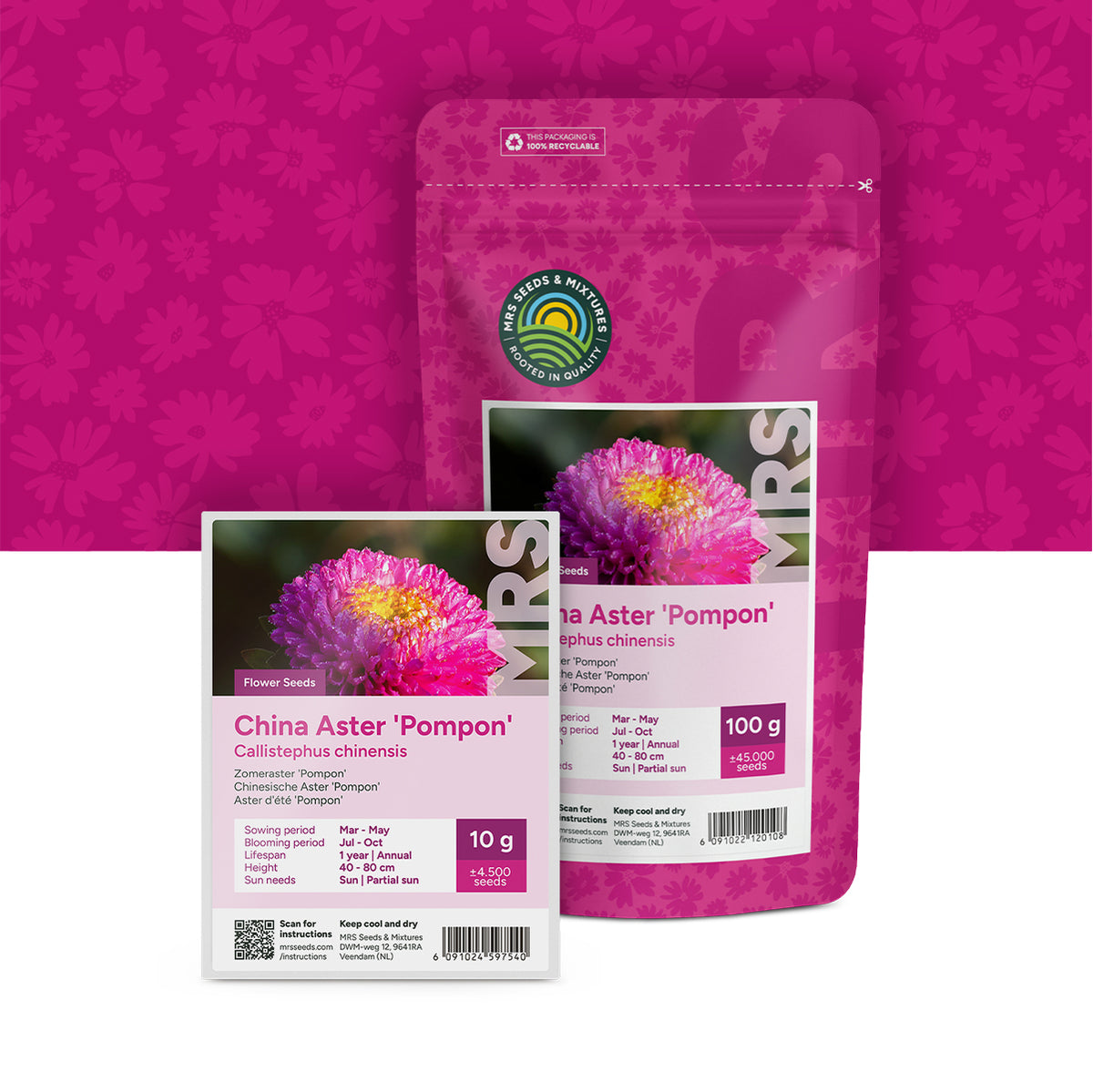Zomeraster 'Pompon' – Callistephus chinensis