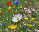 Bloemenzaad