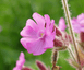 Bloemenzaad