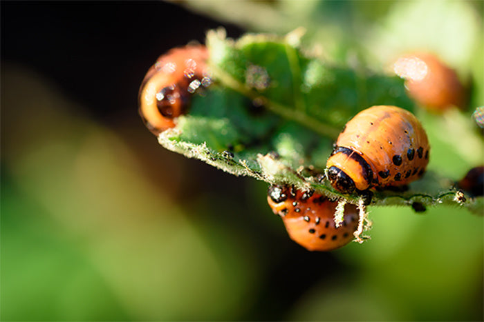 ECOstyle Aaltjes tegen Larven Coloradokever [nl]