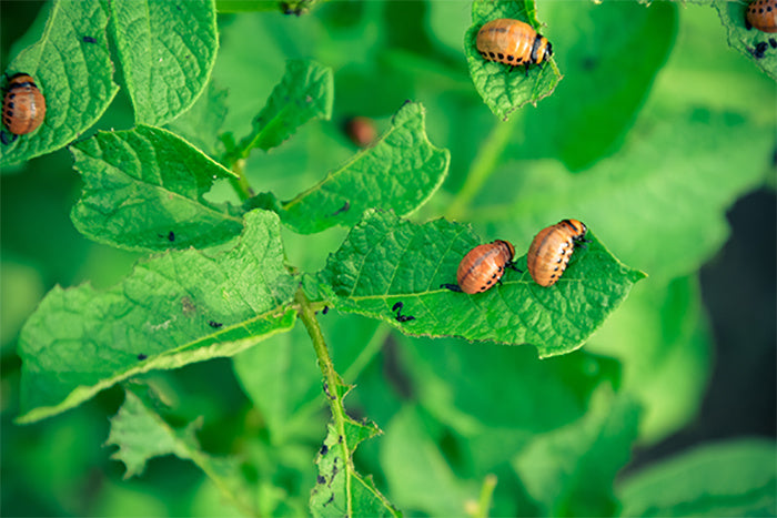 ECOstyle Aaltjes tegen Larven Coloradokever [nl]