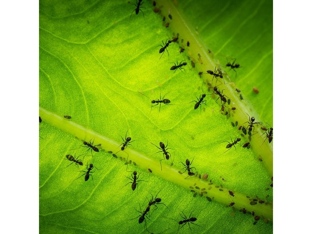 ECOstyle Aaltjes tegen Mieren [nl]