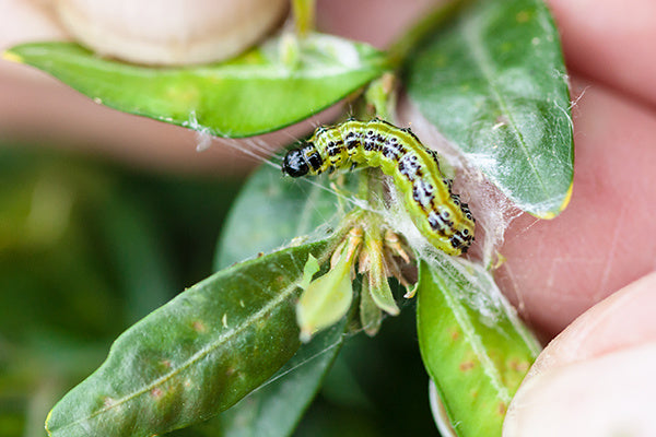 ECOstyle Aaltjes tegen rupsen buxusmot [nl]