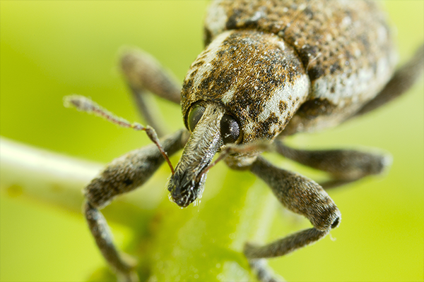 ECOstyle Aaltjes val tegen taxuskever [nl]