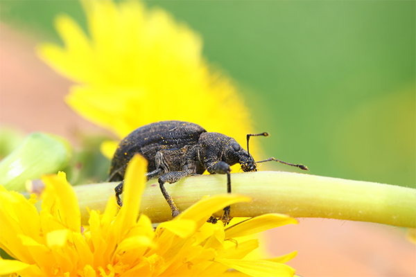 ECOstyle Aaltjes val tegen taxuskever [nl]