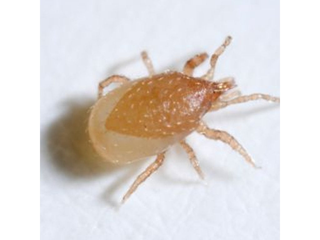 ECOstyle Roofmijt tegen bloedluis bij gevogelte [nl]