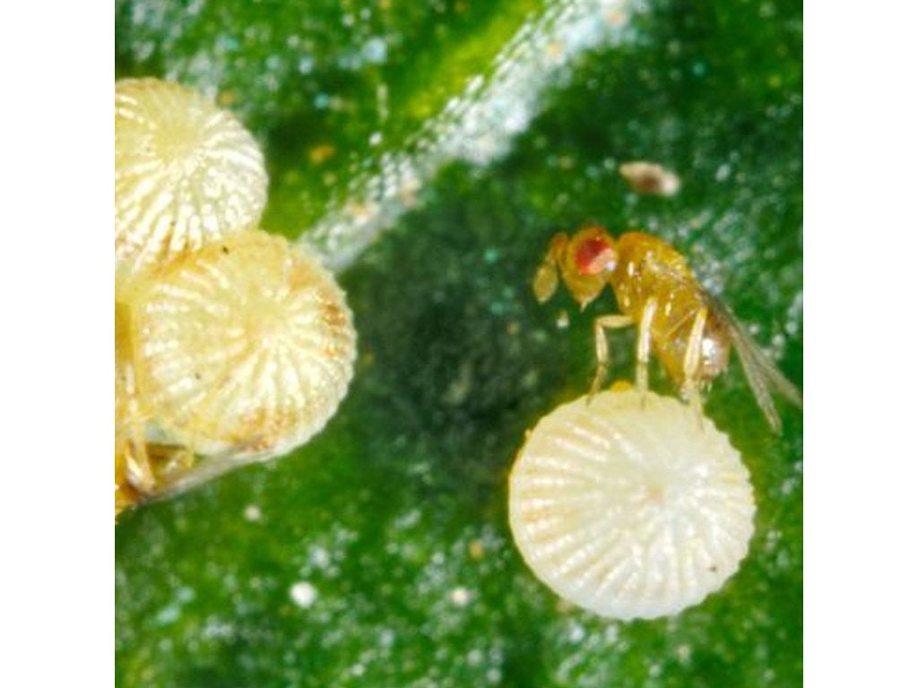 ECOstyle Sluipwesp tegen eitjes van motten [nl]