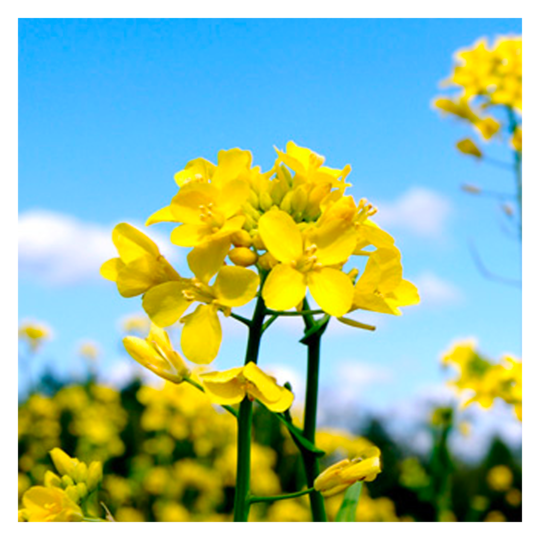 MRS Seeds & Mixtures Weißer Senf - Sinapis alba [de]