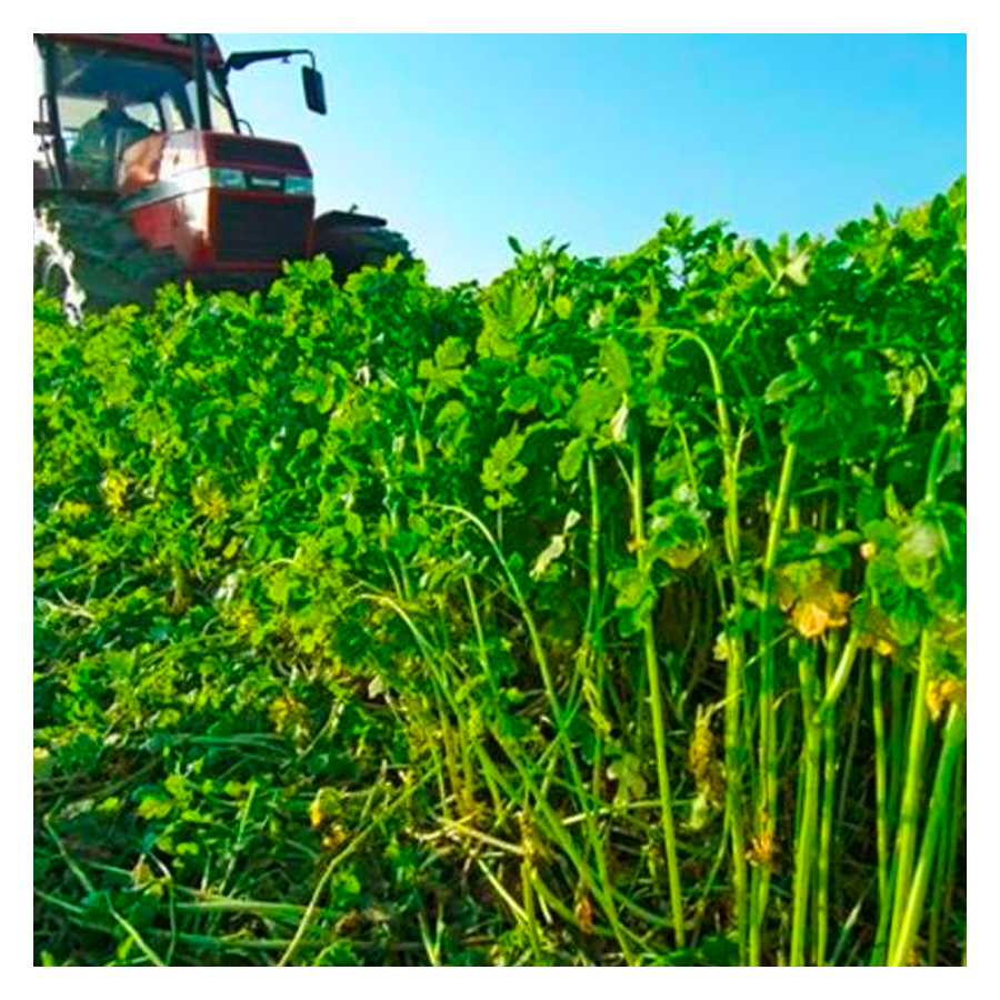 MRS Seeds & Mixtures Radis fourrager [fr]