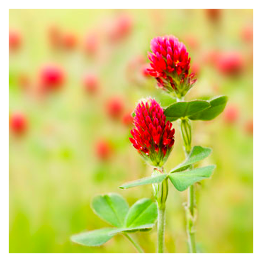 MRS Seeds & Mixtures Inkarnatklee - Trifolium incarnatum [de]