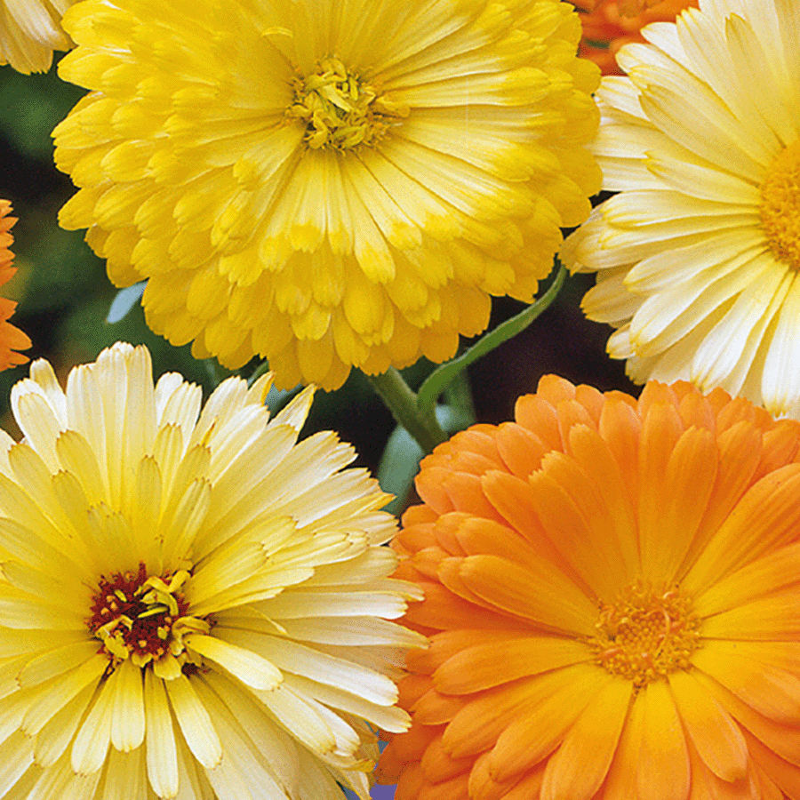 MRS Seeds & Mixtures Souci 'Pacific Beauty' - mixte [fr]