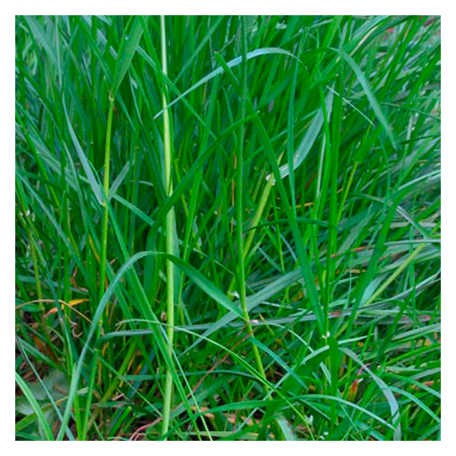 MRS Seeds & Mixtures Ray-grass Anglais - Lolium perenne [fr]