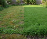 Gazonherstel graszaad